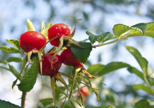 Fit durch den Winter - Vitaminbombe Hagebutte